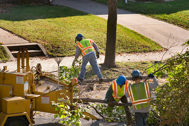 Leaf Removal in Ralls, TX