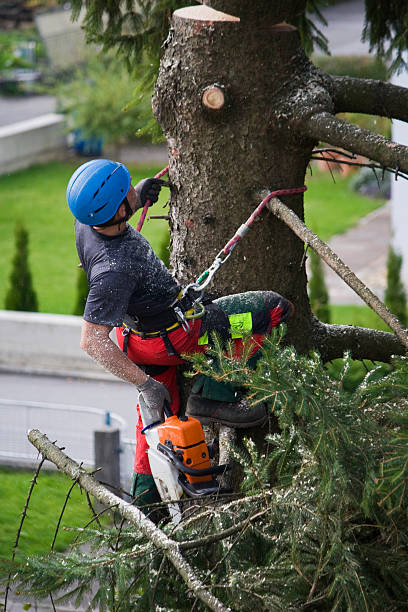 How Our Tree Care Process Works  in  Ralls, TX